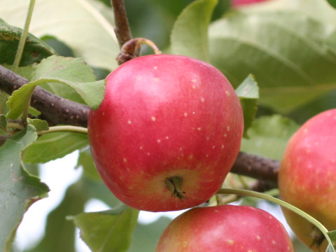 りんご アルプスおとめはどんな植物 Weblio辞書