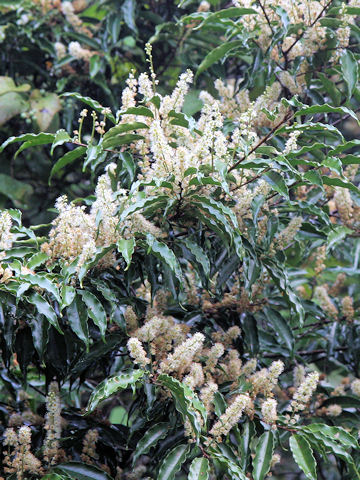 Prunus Spinulosa リンボク はどんな植物 わかりやすく解説 Weblio辞書