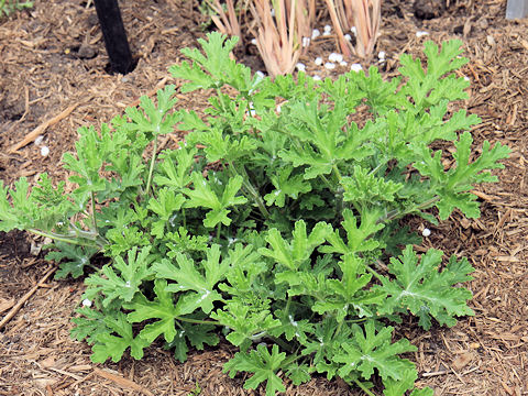 Pelargonium graveolens