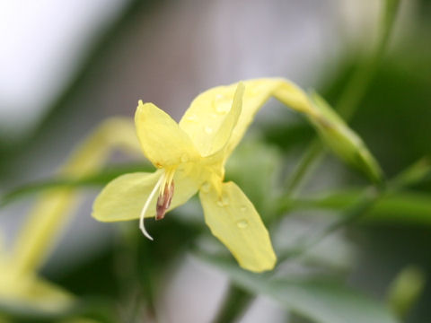 Ruellia macrophylla var. lutea