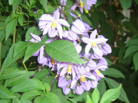 Solanum seaforthianum