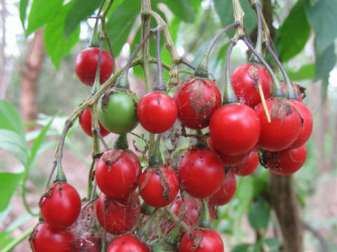 Solanum seaforthianum