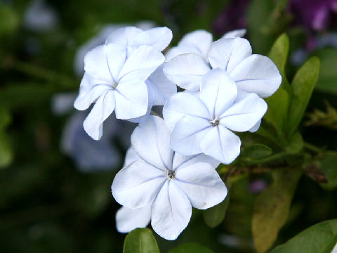 Plumbago capensis