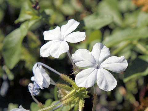 Plumbago capensis