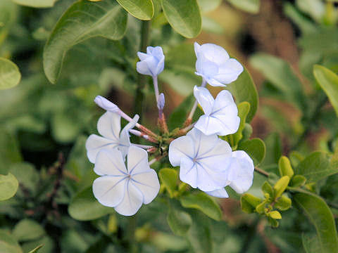 Plumbago capensis