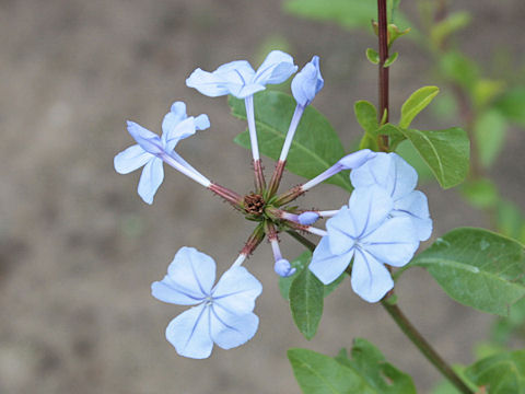 Plumbago capensis