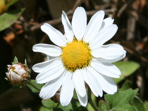 Chrysanthemum japnicum