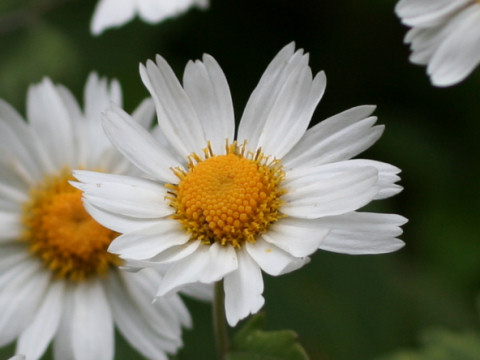 Chrysanthemum japnicum