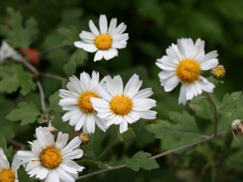 Chrysanthemum japnicum