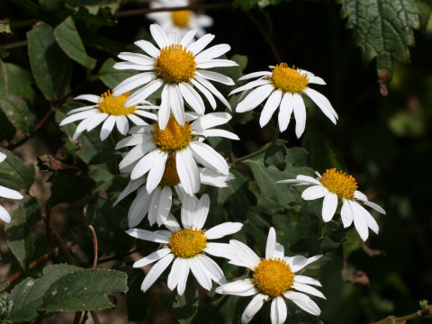 Chrysanthemum japnicum