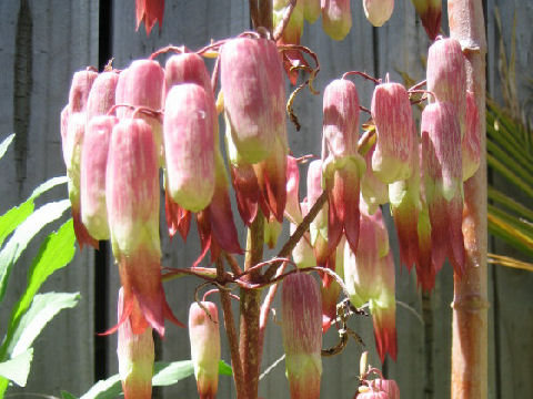 Kalanchoe pinnata