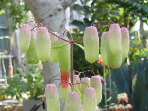 Kalanchoe pinnata