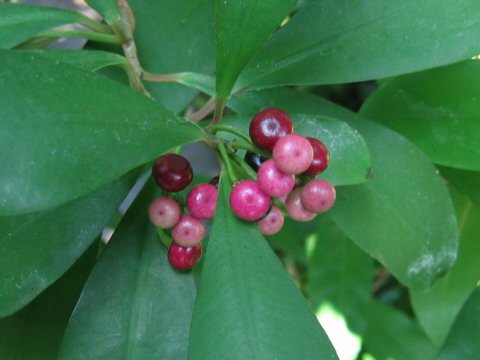 Ardisia elliptica