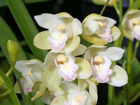 Cymbidium cv.