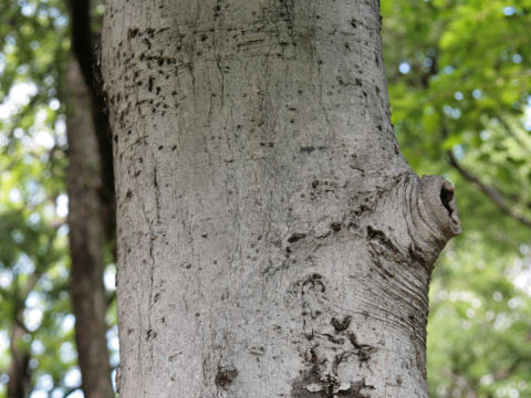 Celtis tenuifolia