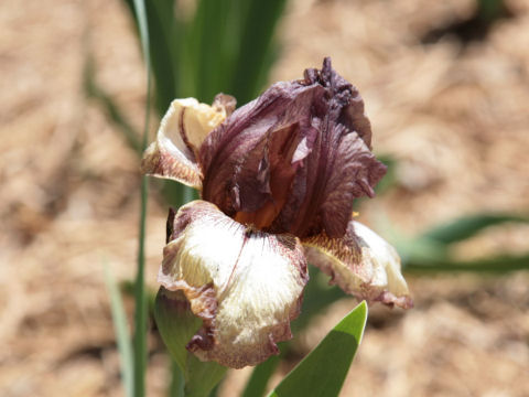 Iris cv.