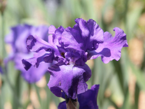 Iris cv.