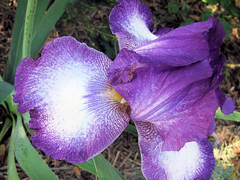 Iris cv.