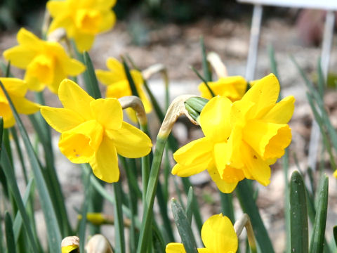 Narcissus jonquilla cv. Sweetness