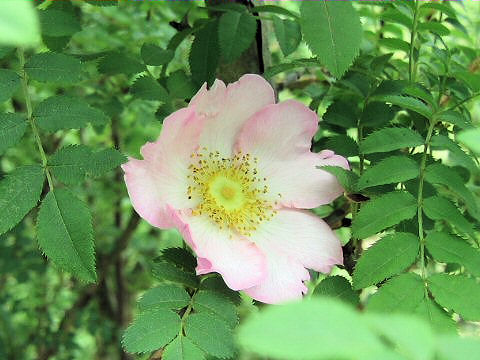 Rosa hirtula