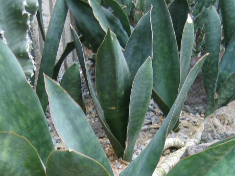 サンセベリア・グランディスはどんな植物？ わかりやすく解説 Weblio辞書