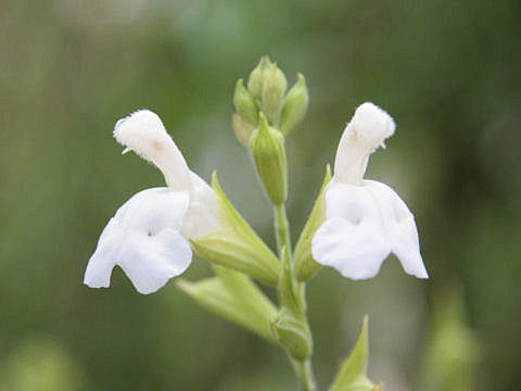 Salvia x jamensis