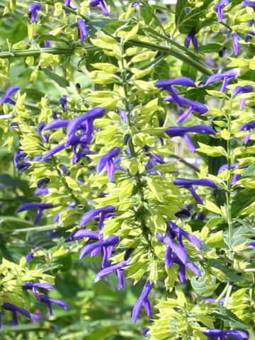 Salvia mexicana cv. Limelight