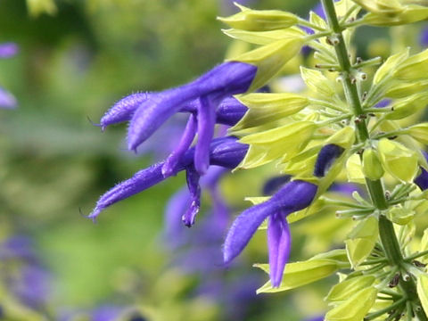 Salvia mexicana cv. Limelight