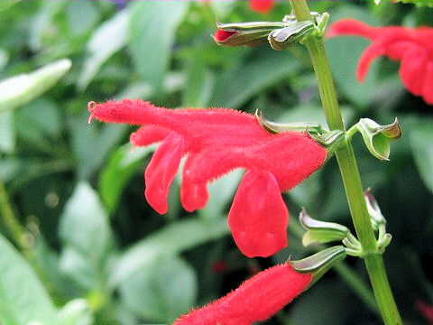 Salvia miniata