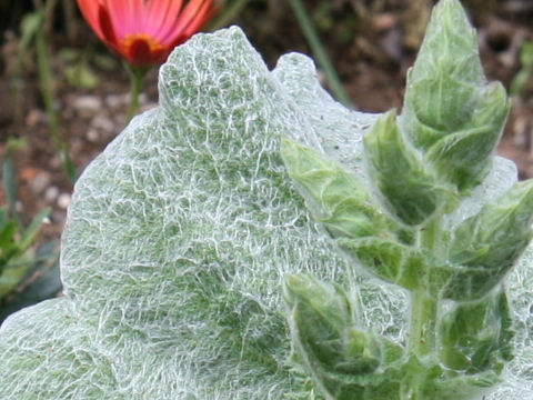 Salvia moorcroftiana