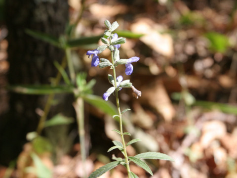 Salvia reflexa