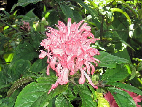 珊瑚花 サンゴバナ はどんな植物 Weblio辞書