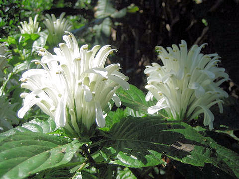 珊瑚花 サンゴバナ はどんな植物 Weblio辞書