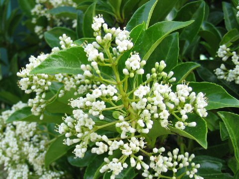 Viburnum odoratissimum var. awabuki