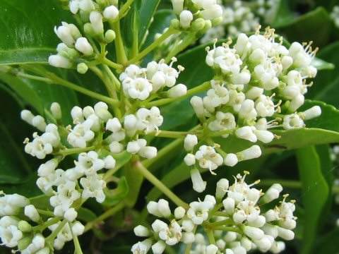 Viburnum odoratissimum var. awabuki