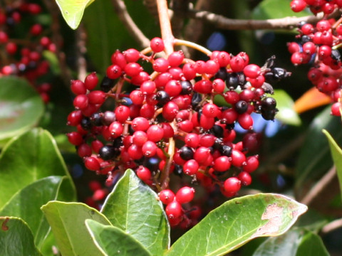 Viburnum odoratissimum var. awabuki