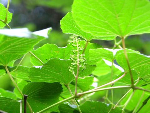 Vitis Flexuosa サンカクズル はどんな植物 Weblio辞書