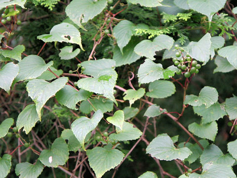 Vitis flexuosa