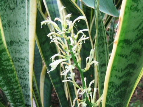 Sansevieria trifasciata cv. Laurentii