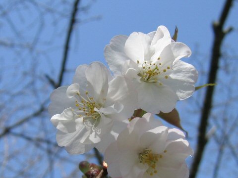 佐野桜