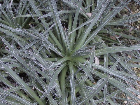 Agave Parviflora ヒメミダレユキ はどんな植物 Weblio辞書