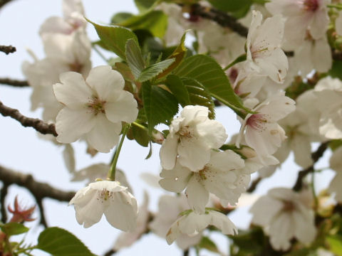 Prunus lannesiana cv. Sirayuki