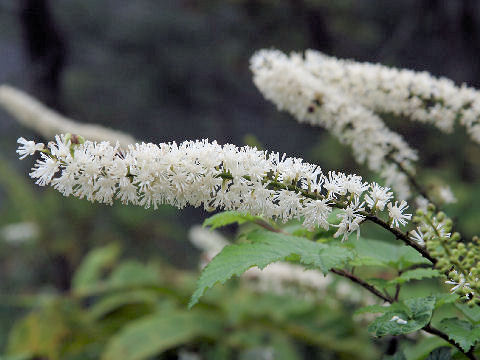 Cimicifuga Simplex トリノアシグサ はどんな植物 Weblio辞書