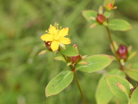 Hypericum pseudopetiolatum