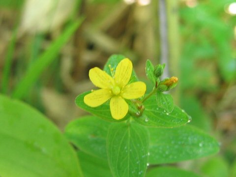 Hypericum pseudopetiolatum