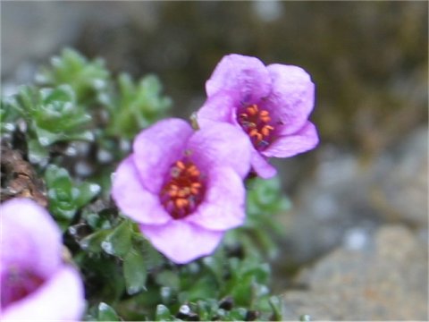 Saxifraga oppositifolia