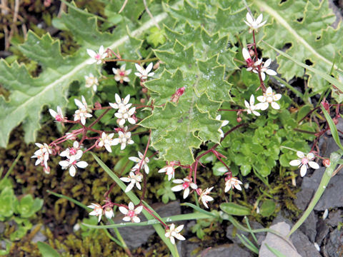 Saxifraga stellaris