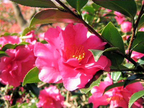 Camelliaはどんな植物 Weblio辞書