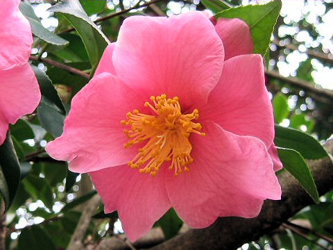 Camelliaとは何 Weblio辞書