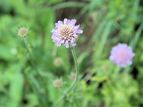 Scabiosa lucida